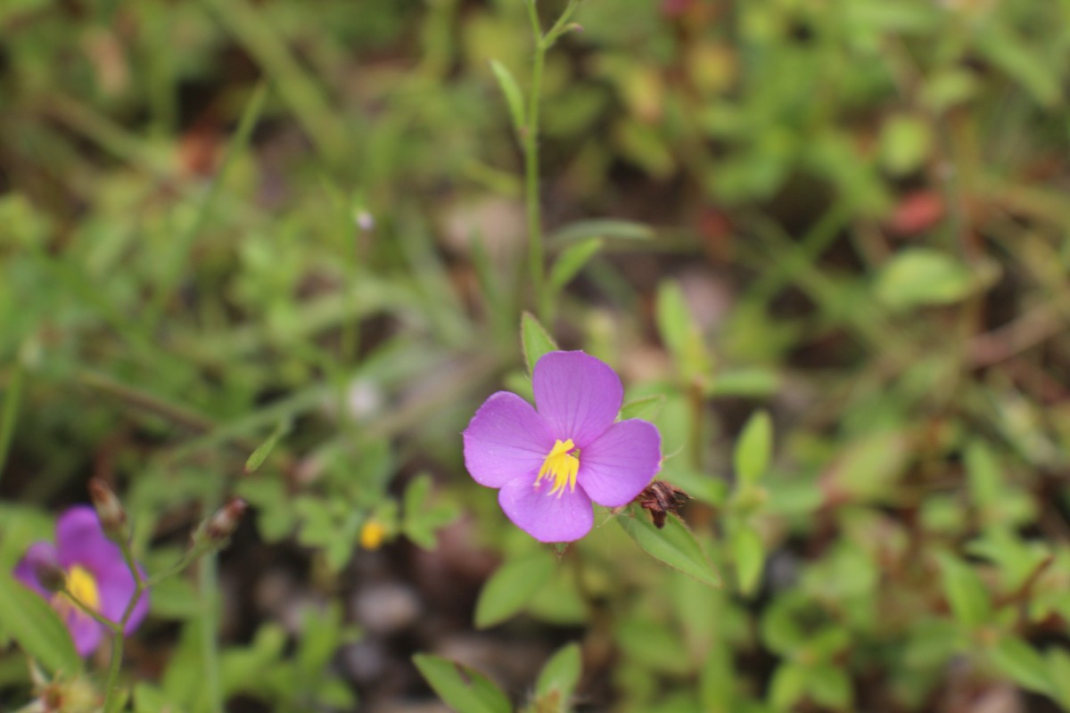 Osbeckia zeylanica L.f.